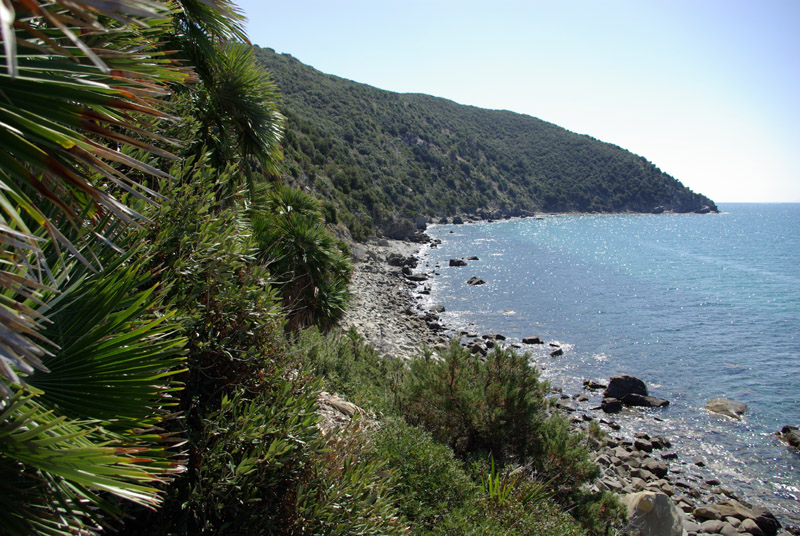 Chamaerops humilis: una nuova stazione